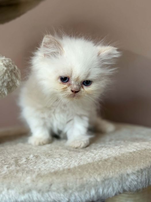 Персийско коте момченце