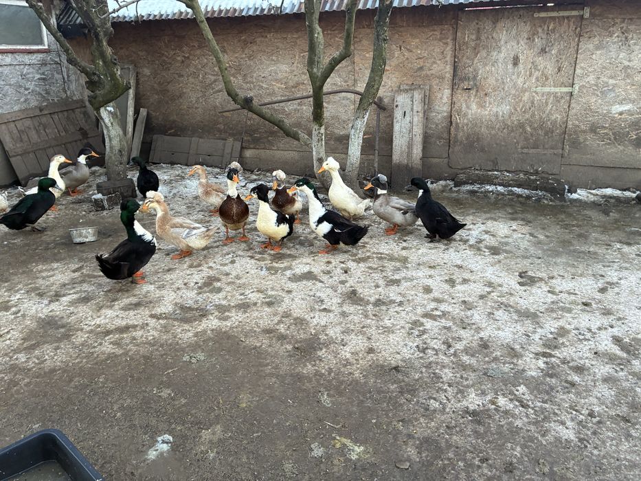 Oua de rata de vanzare