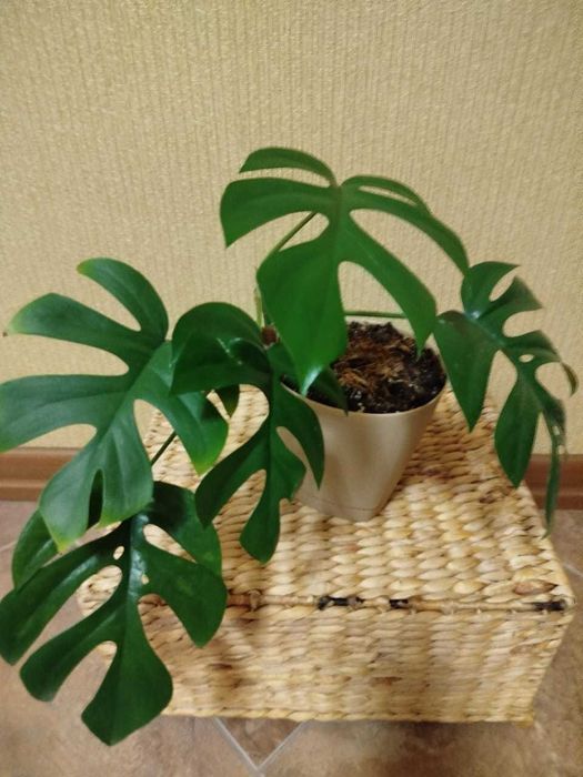 Монстера комнатное растение