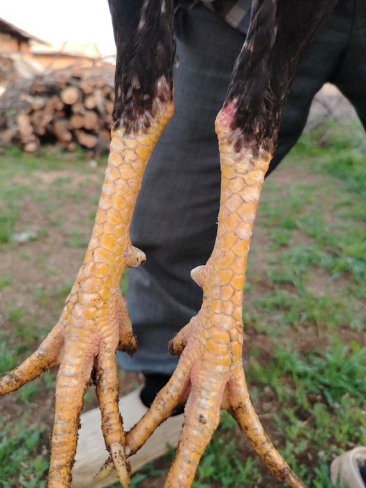 Дакан хороз сотилади