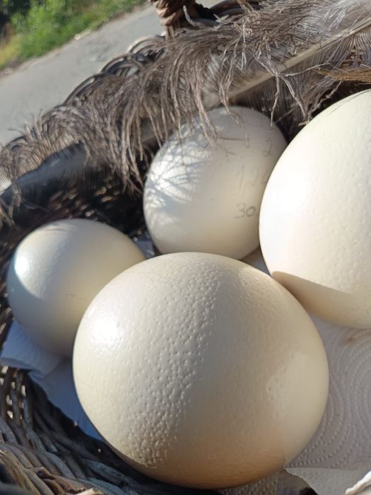Ouă de struț proaspete din gospodăria proprie, Bărboi, Dolj