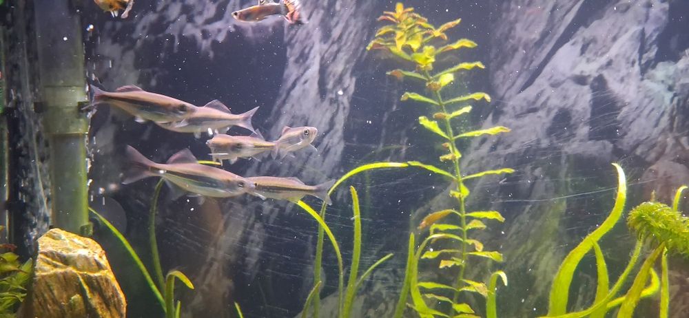 Продам Данио Малабарский