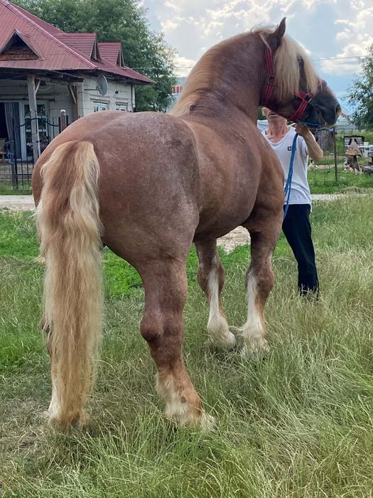 De Vanzare Cal Castrat de 7 Anii