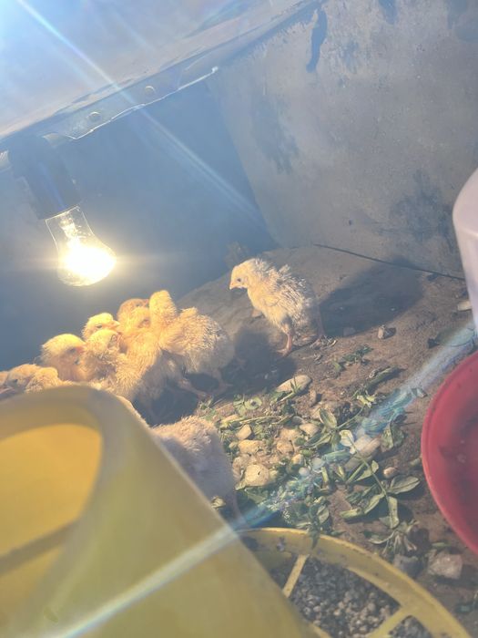 Шөжелер 5 6 кундік