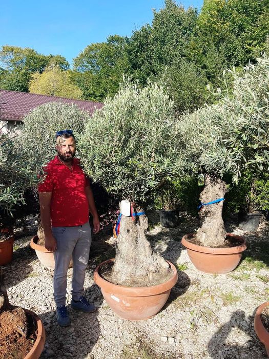 Amenajează-ți Grădina cu Plante Verzi de Calitate