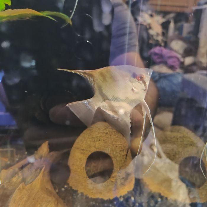 Scalari de vânzare sau la schimb, au peste 7 luni