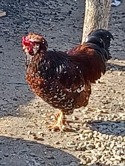 Vand doi cocosi strumschi porțelan și unu brahma galben