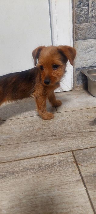 Border Terrier mini toy