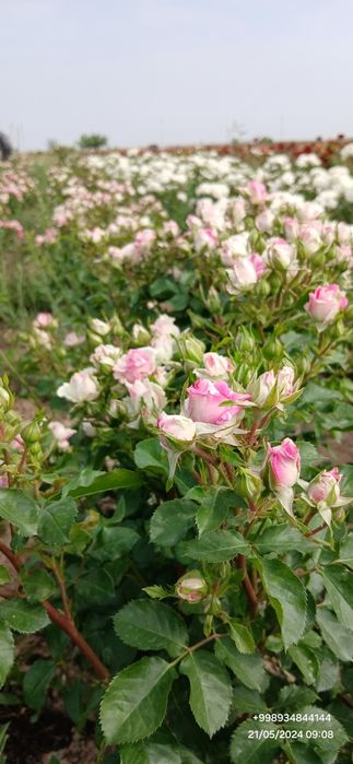 Штамп атиргул дарахт кучатлари оптом сотилади дехкончилик