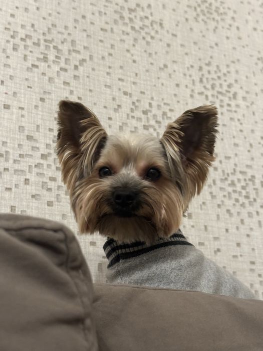 йорк вязка кобель