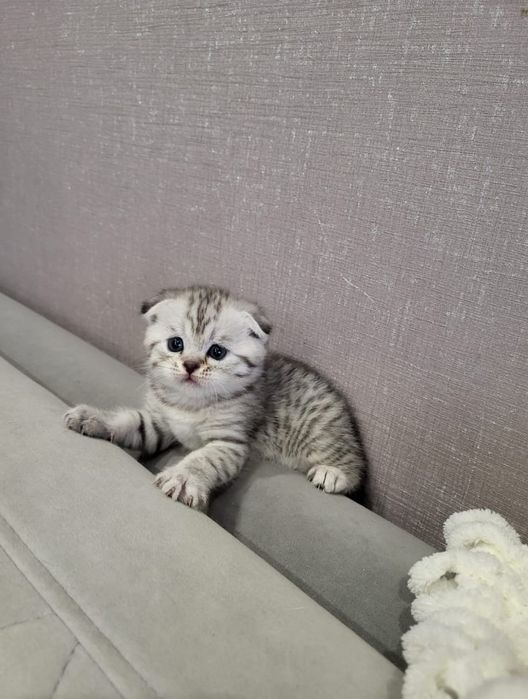 Скоттиш Фолд.  Девочки и Мальчики.