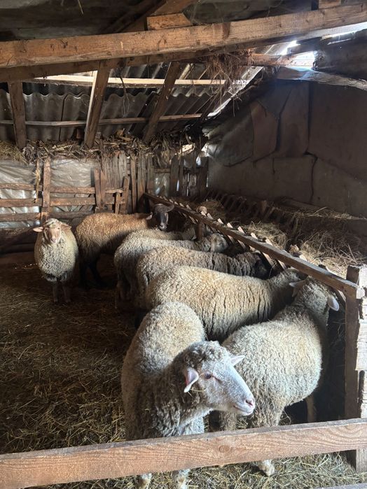 Vând 7 mielute frumoase