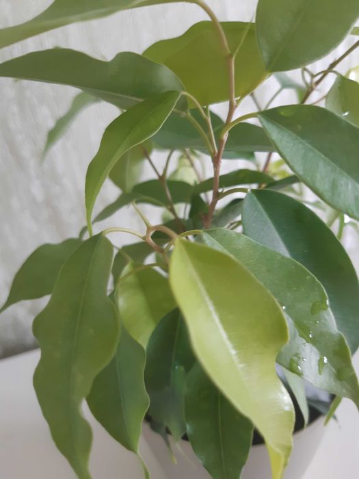 Фикус Бенджамина