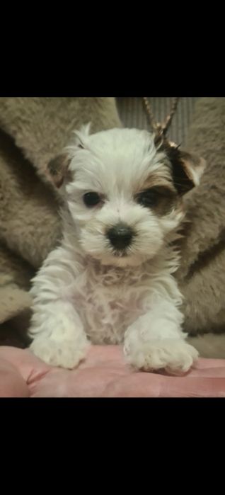 Малыши Бивер-йорк