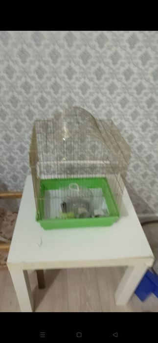 Домик для хомяков и попугай