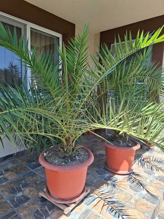Planta Palmier curmal