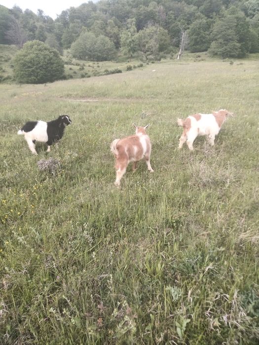Vând iezi 30 lei tăiat și 20 în viu