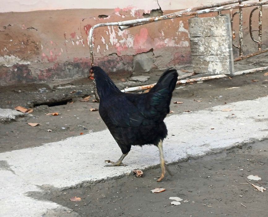 7 ойлик макиёнлар сотилади