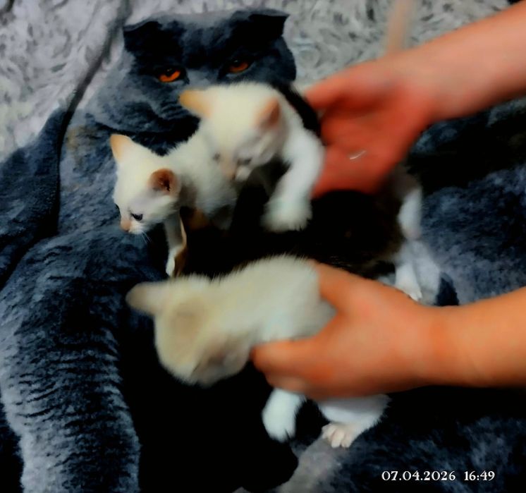 Отдам катят в добрым людям.