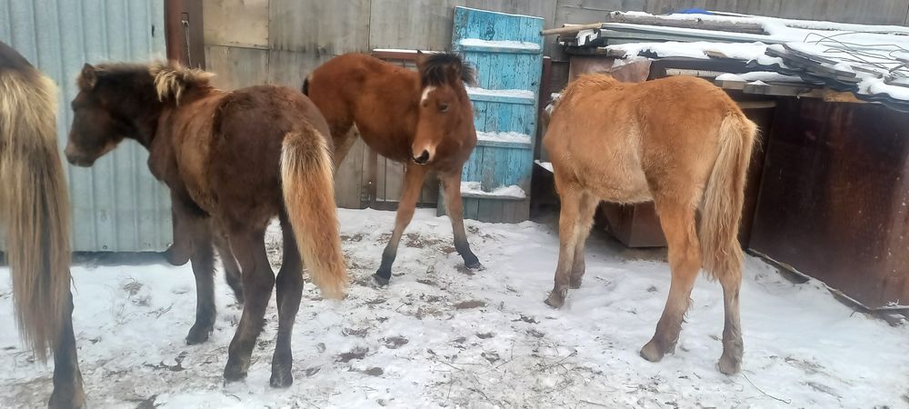 Продам жабагы 4 бас еркек