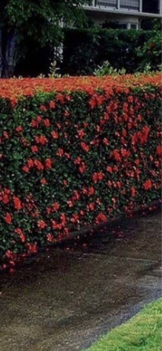 Gard din photinia red robin si plante