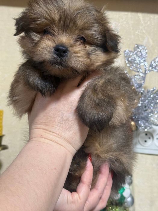 Продаются щенки шпиц помесь с ёркам! Два мальчика!