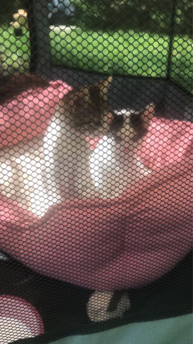 Ofer spre adoptie responsabila, gratuit, 3 feline, mama cu doi pui