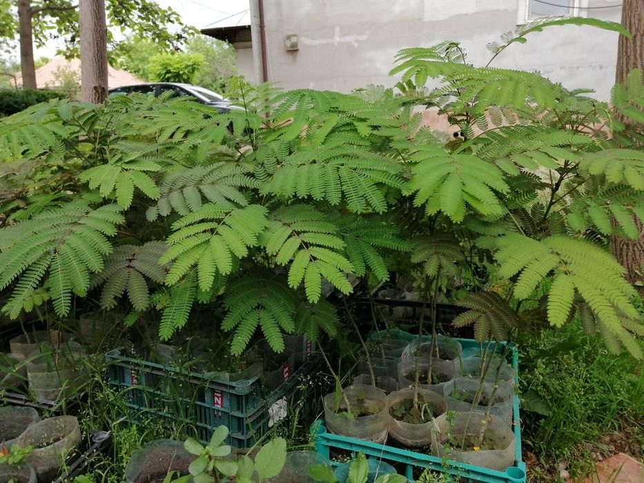 Arbori de mătase, catalpa, pawluonia