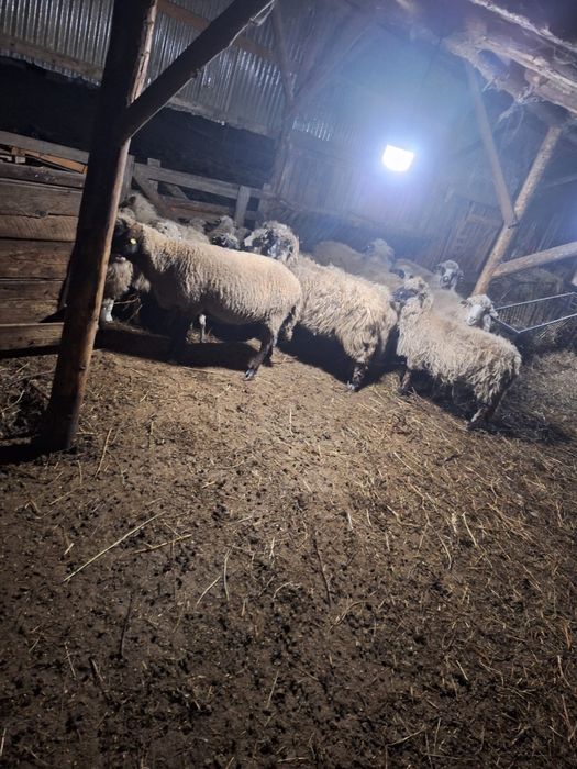 Oi sterpe de vanzare