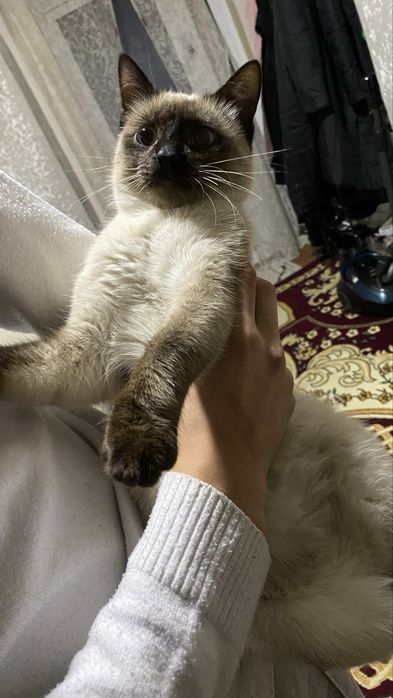 Seamskiy mushuk 8 oylik.