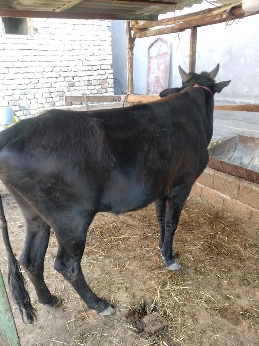 Buqa sotiladi 1,5 yosh