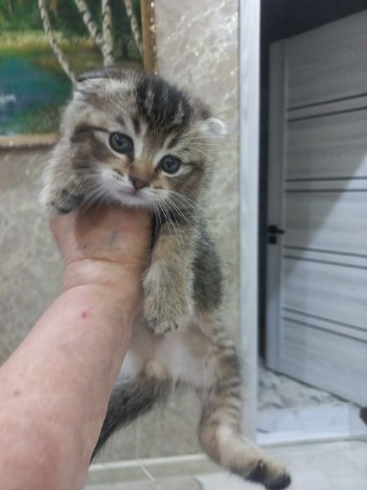 Продам котика шиншила