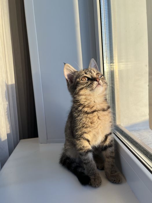 Отдам котенка(мальчик)