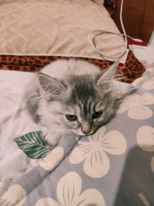 Котёнок породистая