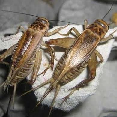 Сверчки кормовые