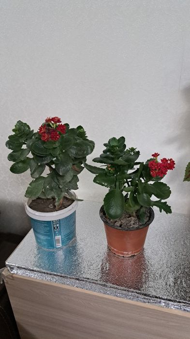 Комнатные цветы разные