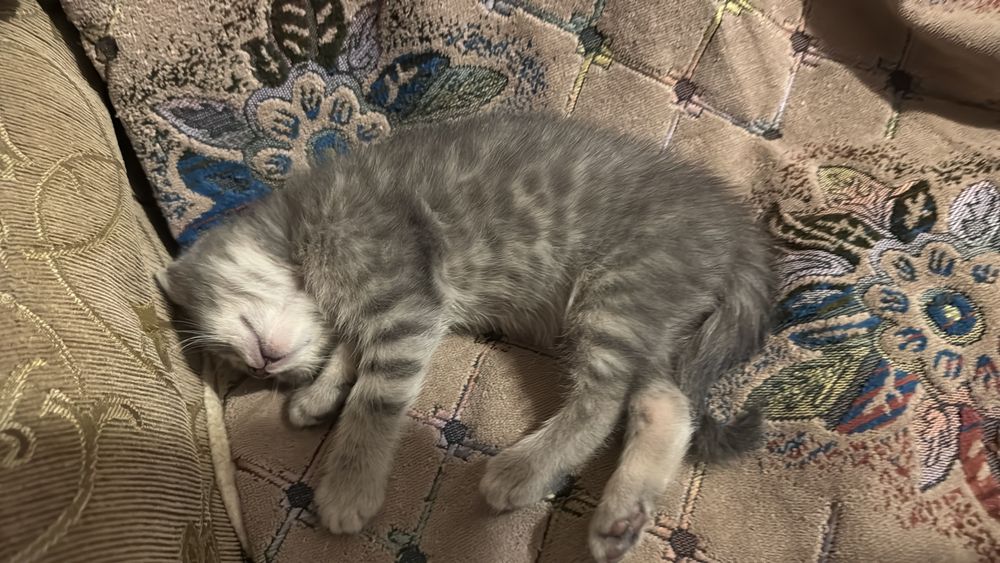 Продаются котята в хорошие руки