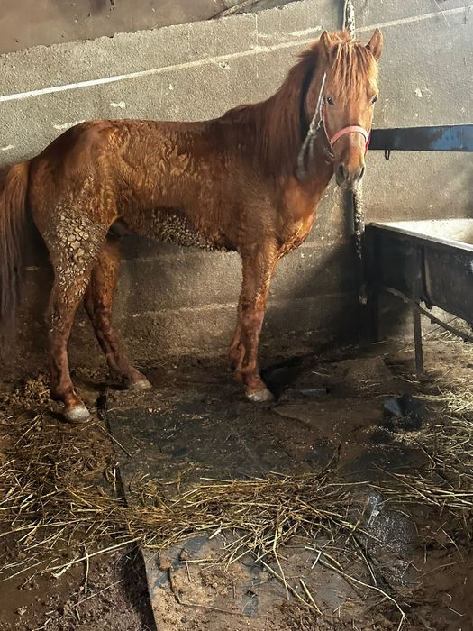 Карантии нету хорошая лошадь