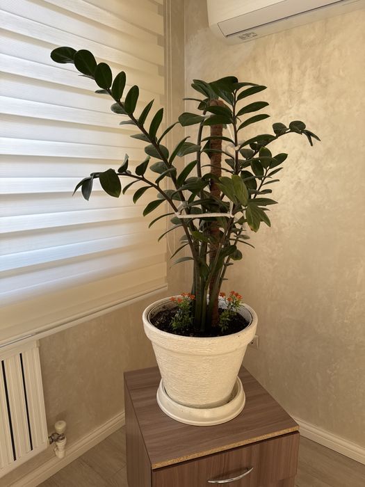 Светы в хорошем состоянии