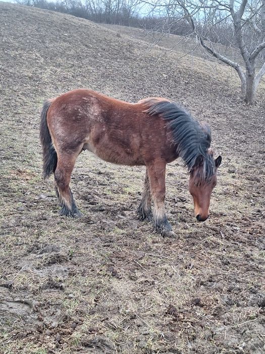 Manz de vanzare sau schimb cu animale sau auto