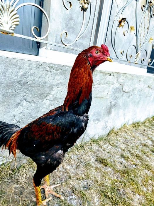 Sotiladi. Sog'lom toshkentda srochna