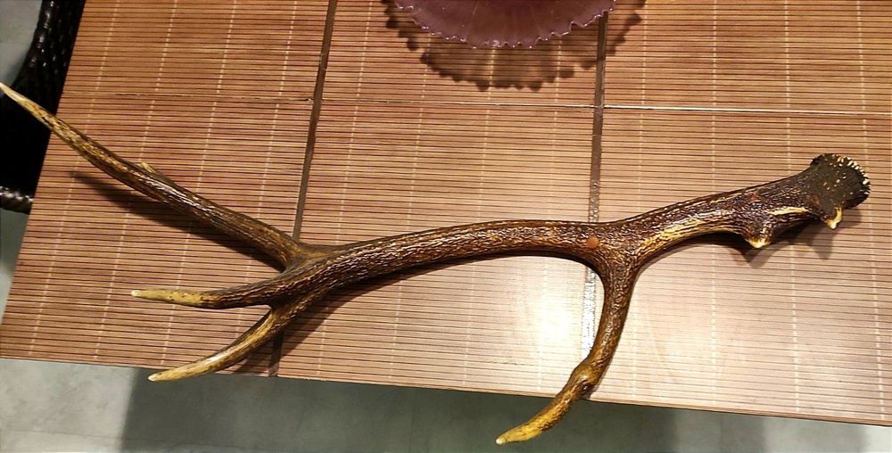 4бр. рога от благороден елен