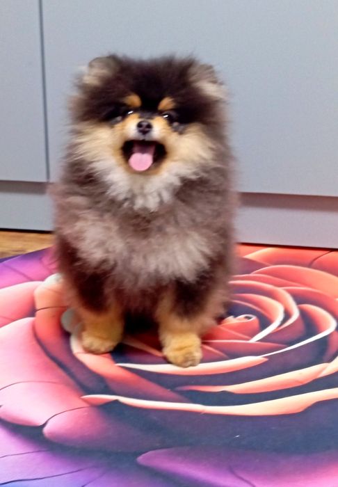 Щенок помернского шпица