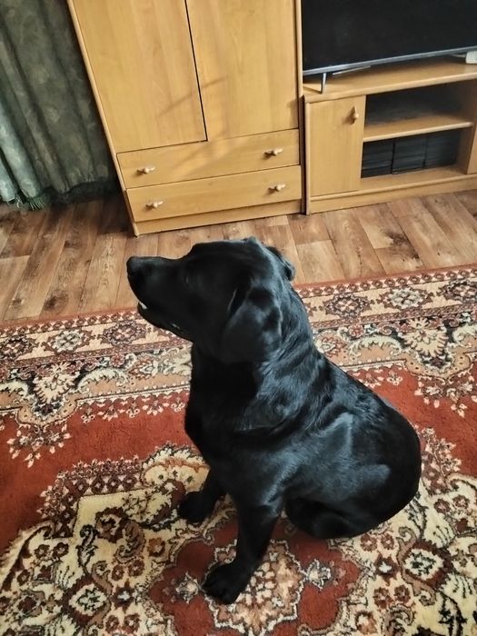 Мальчик лабрадора ищет девочку