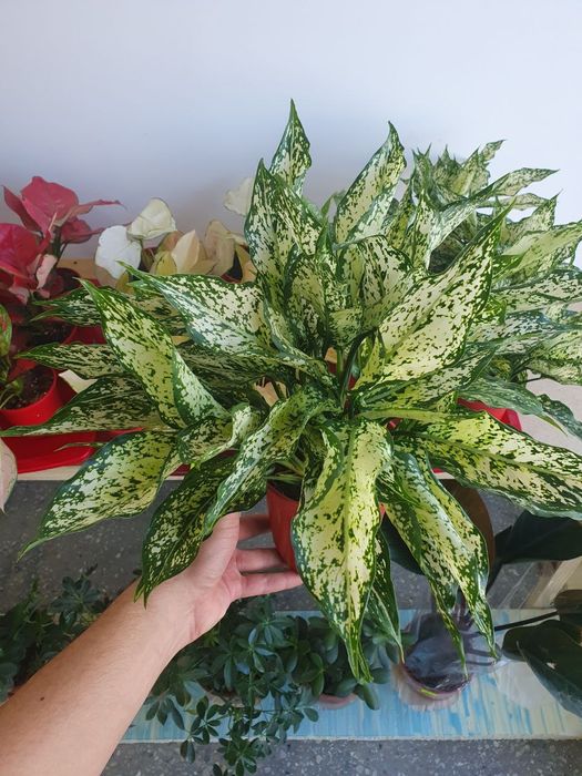 Aglaonema Аглаонема голд.    .