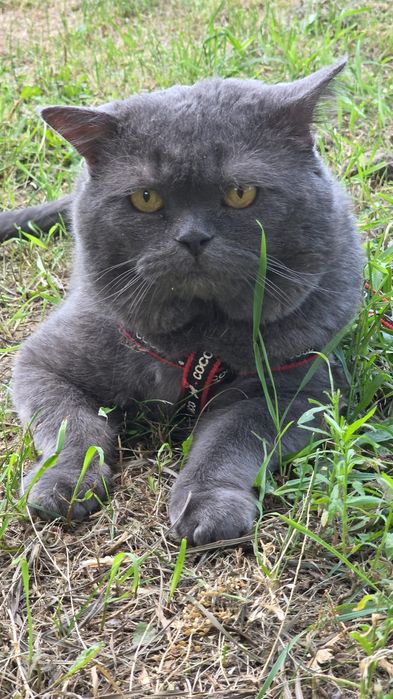 Вязка котик британец