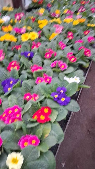 Flori - Primule - Toate culorile