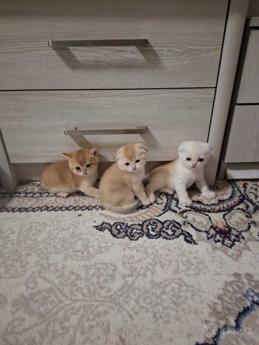 Продаю Котят 1,5 месяца