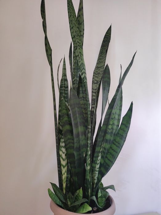 Сансевиерия Винтергрин.