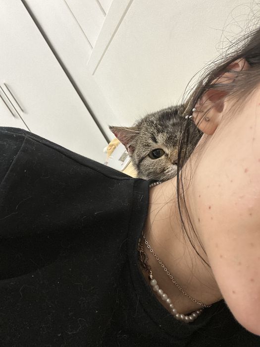 Особенный котенок ищет маму